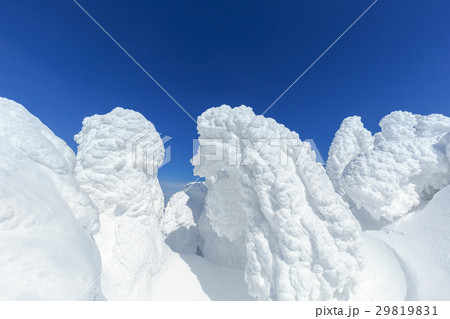 山形蔵王_快晴と樹氷群 山形蔵王_快晴と樹氷群 29819831