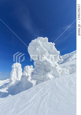 山形蔵王_快晴と樹氷群 29820637