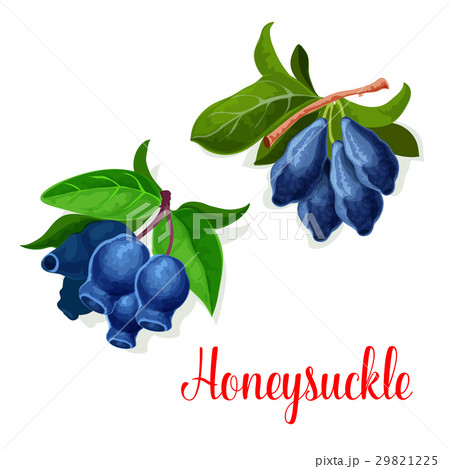 Honeysuckle seed fruits vector isolated icon Honeysuckle seed fruits vector isolated icon 29821225
