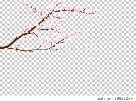 櫻桃樹 29821289