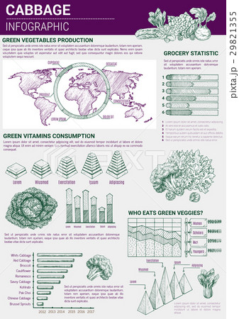 Vector infographic cabbage vegetable products 29821355