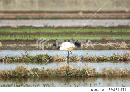 サハラ サハラ砂漠 アフリカ 29821451