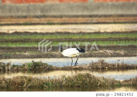 サハラ サハラ砂漠 アフリカ 29821452