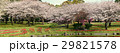 桜とチューリップのパノラマ写真別府公園 29821578