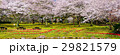 桜とチューリップのパノラマ写真別府公園 29821579