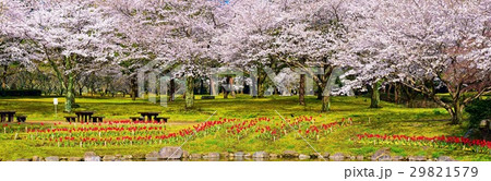 桜とチューリップのパノラマ写真別府公園 29821579