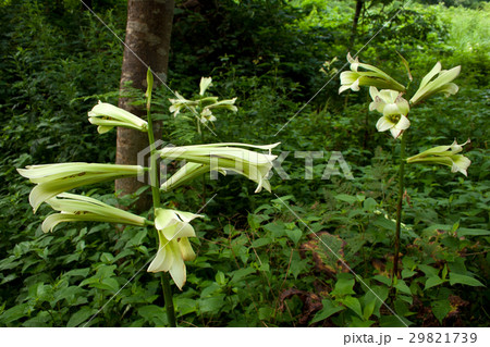 オオウバユリの花咲く 只見町 オオウバユリの花咲く 只見町 29821739