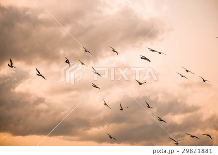 Birds flock sunset sky clouds background 29821881