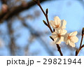 ソメイヨシノ 29821944