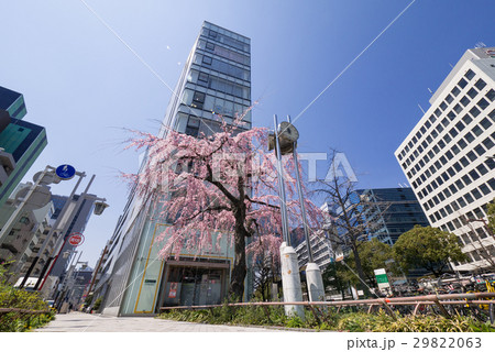 名古屋中村区 泥江町交差点の枝垂れ桜 名古屋中村区 泥江町交差点の枝垂れ桜 29822063