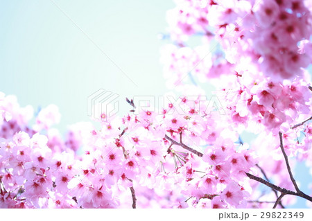 桜 29822349