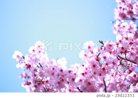 桜 29822351