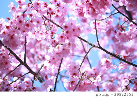 桜 29822353