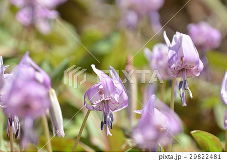 カタクリの花 カタクリの花 29822481