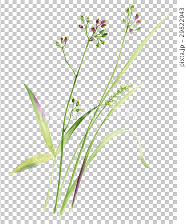 格林葉 格林葉 29822943