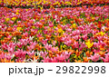 チューリップ 29822998