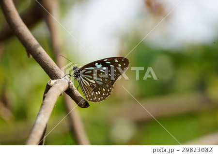 ハエ 飛行 蠅 29823082