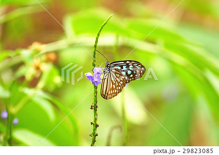 ハエ 飛行 蠅 29823085