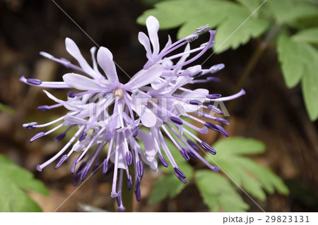 ショウジョウバカマ 29823131