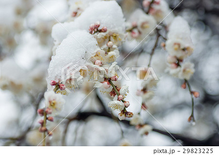 春の雪と枝垂れ梅 29823225