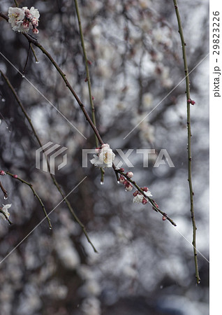 春の雪と枝垂れ梅 春の雪と枝垂れ梅 29823226