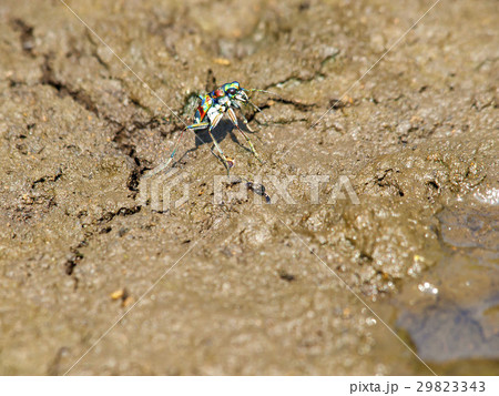 ハンミョウ ハンミョウ 29823343