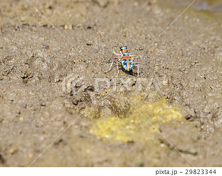 ハンミョウ ハンミョウ 29823344