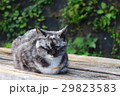 くつろぐ猫　尾道 29823583