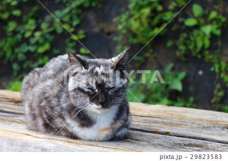 くつろぐ猫　尾道 29823583