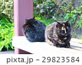 くつろぐ猫たち　尾道 29823584