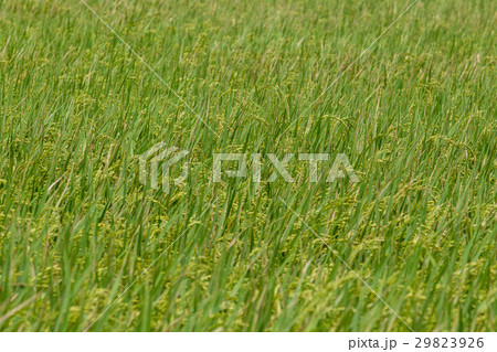 rice farm rice farm 29823926