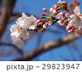 さくら 29823947