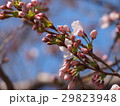 さくら 29823948