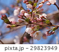 さくら 29823949