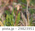 つくし　春の訪れ 29823951
