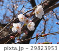 さくら 29823953