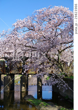 小江戸川越春まつり 田谷堰に咲く満開の桜 新河岸川 2017年 標準画角 タテ 小江戸川越春まつり 田谷堰に咲く満開の桜 新河岸川 2017年 標準画角 タテ 29823966
