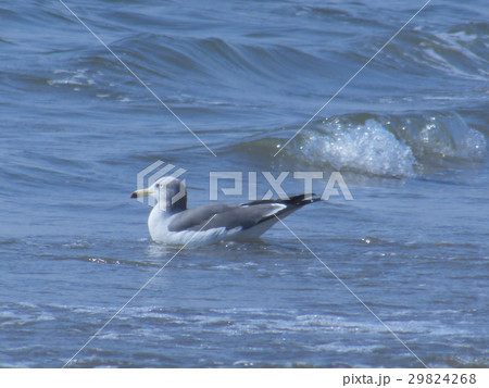 波に乗るウミネコ 波に乗るウミネコ 29824268