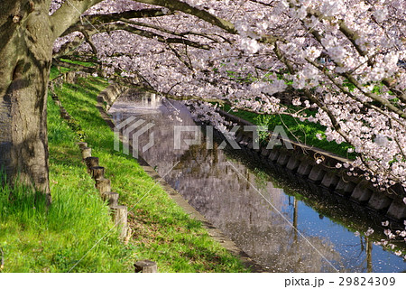 川岸と川面に桜並木 緑の川岸 新河岸川 小江戸川越春まつり 2017年 a ヨコ 川岸と川面に桜並木 緑の川岸 新河岸川 小江戸川越春まつり 2017年 a ヨコ 29824309
