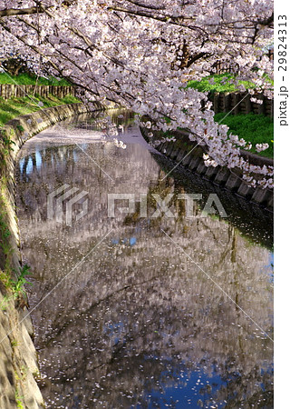 川岸と川面に桜並木 緑の川岸 新河岸川 小江戸川越春まつり 2017年 b 29824313