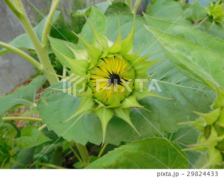 向日葵の蕾 29824433