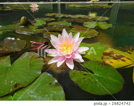 スイレンの花 29824742