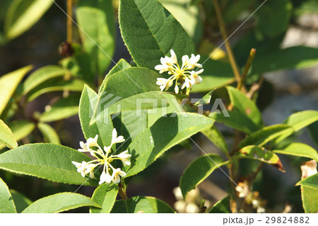 モクセイ 月桂樹 ローレル 29824882