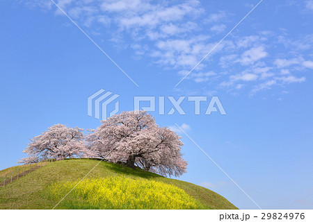 さきたま古墳の桜 29824976