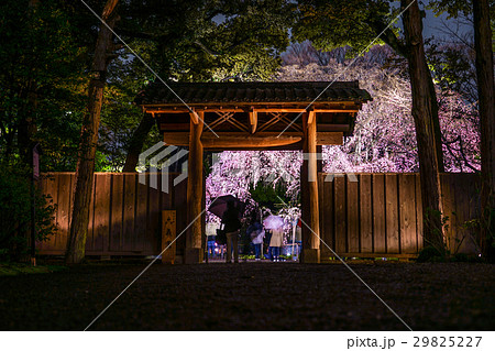 六義園の夜桜 29825227