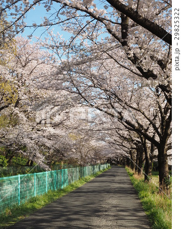 見沼田んぼ桜回廊の桜 29825322