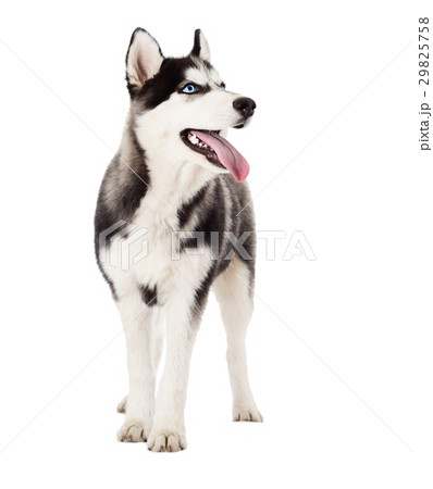 Siberian husky dog 29825758