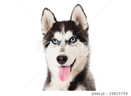 Portrait Siberian husky dog 29825759