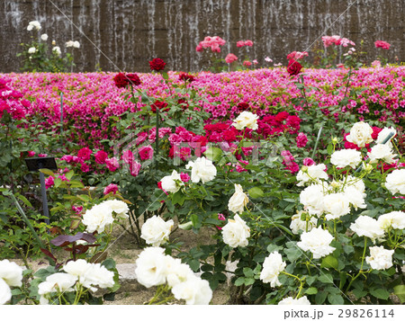 薔薇 薔薇 29826114