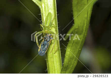クモ クモ 29826523